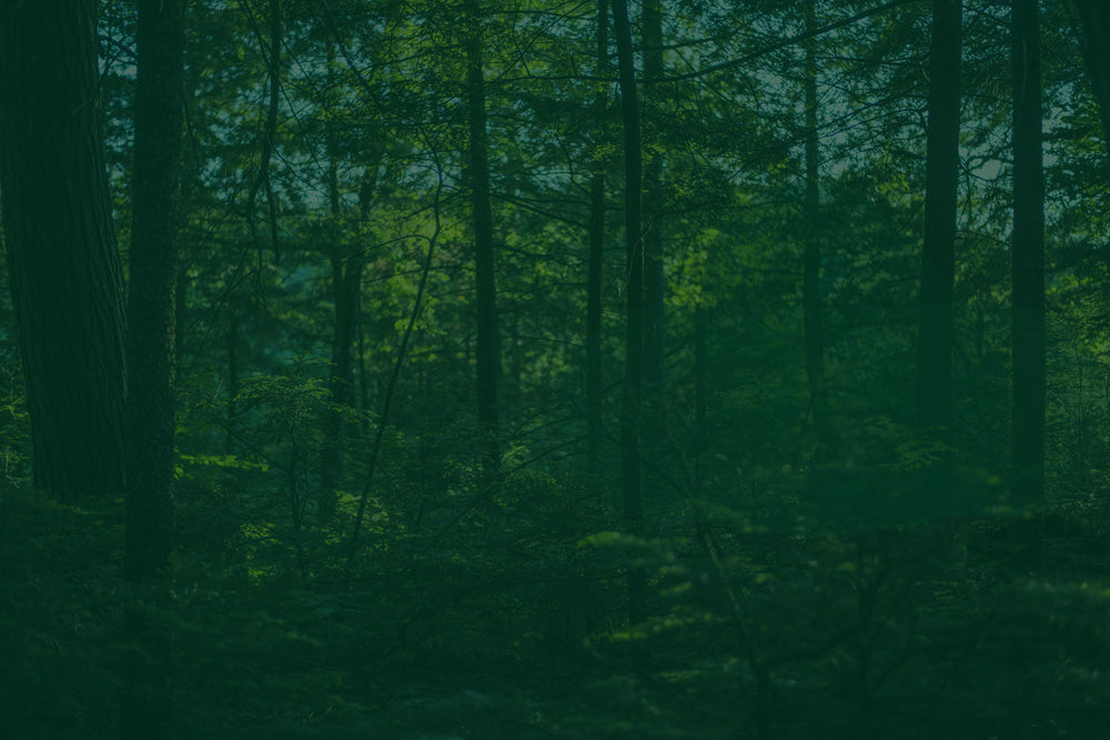 thick-lush-green-forest